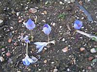 Crocus speciosus (fam. Iridaceae) (Crimee, Anatolie, Caucase, Iran) (00) (Photo F. Mrugala)